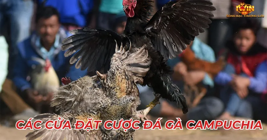 Các cửa đặt cược đá gà Campuchia