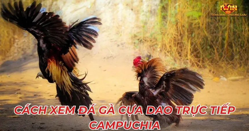 Cách xem đá gà cựa dao trực tiếp campuchia