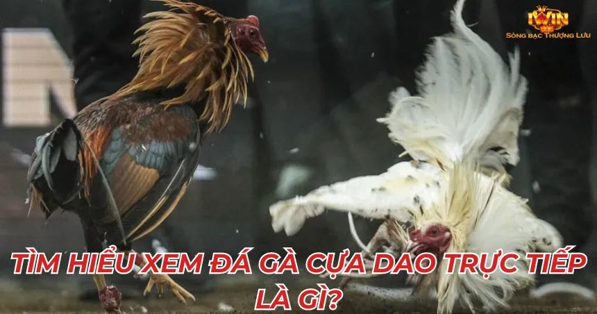 Tìm hiểu xem đá gà cựa dao trực tiếp là gì?