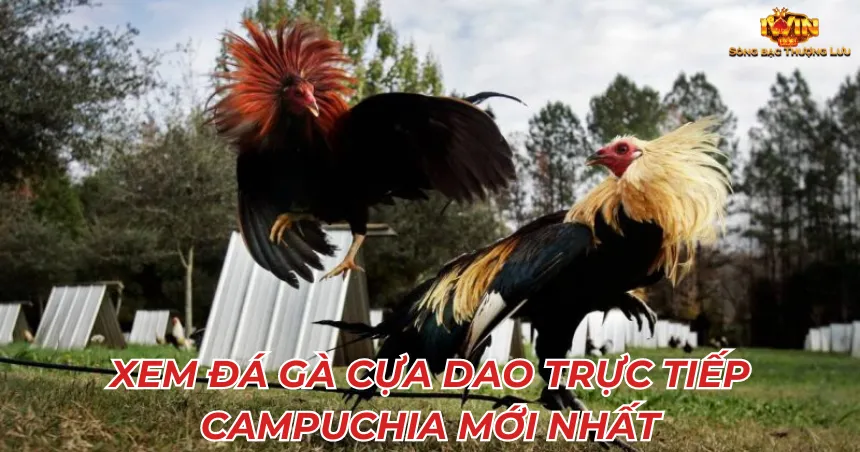 Xem đá gà cựa dao trực tiếp campuchia mới nhất